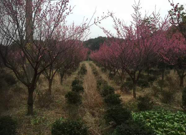 紅梅種植基地