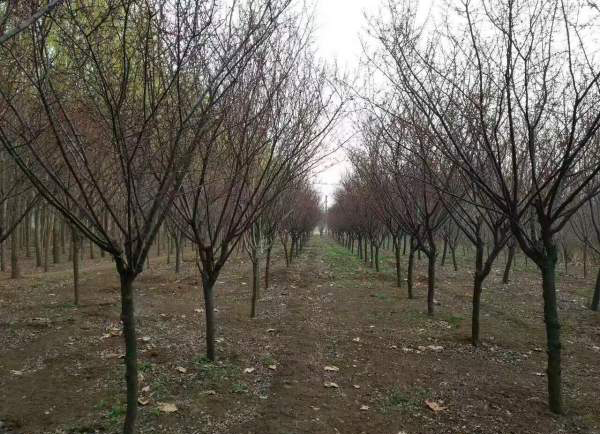 紅梅種植基地