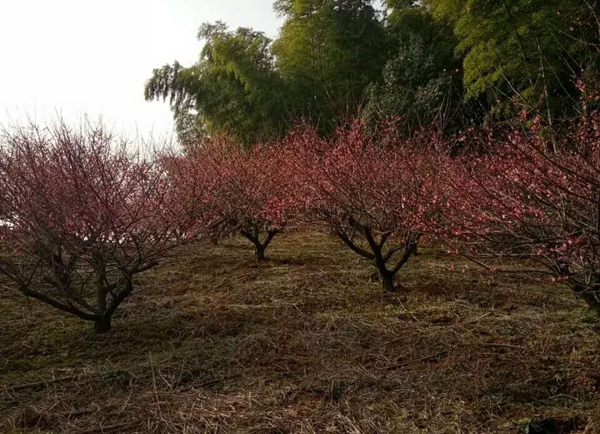 紅梅種植基地