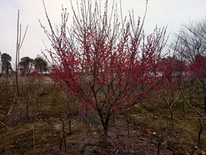 8公分朱砂紅梅