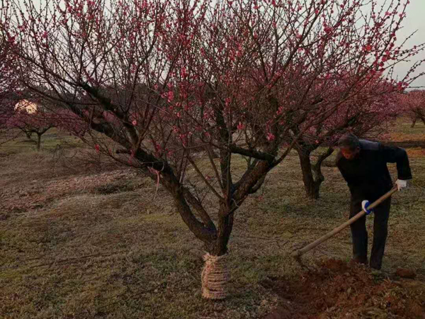 紅梅價(jià)格